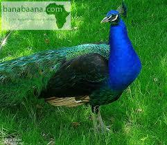 Achat Vente Animaux Paon Adulte Dakar Banabaana