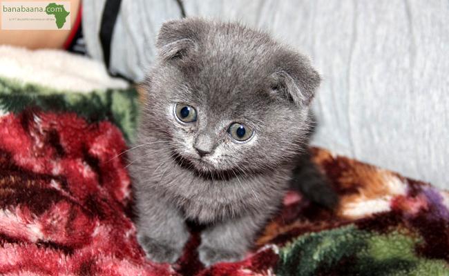 Achat Vente Animaux Vente Des Chats De Race Littoral Banabaana